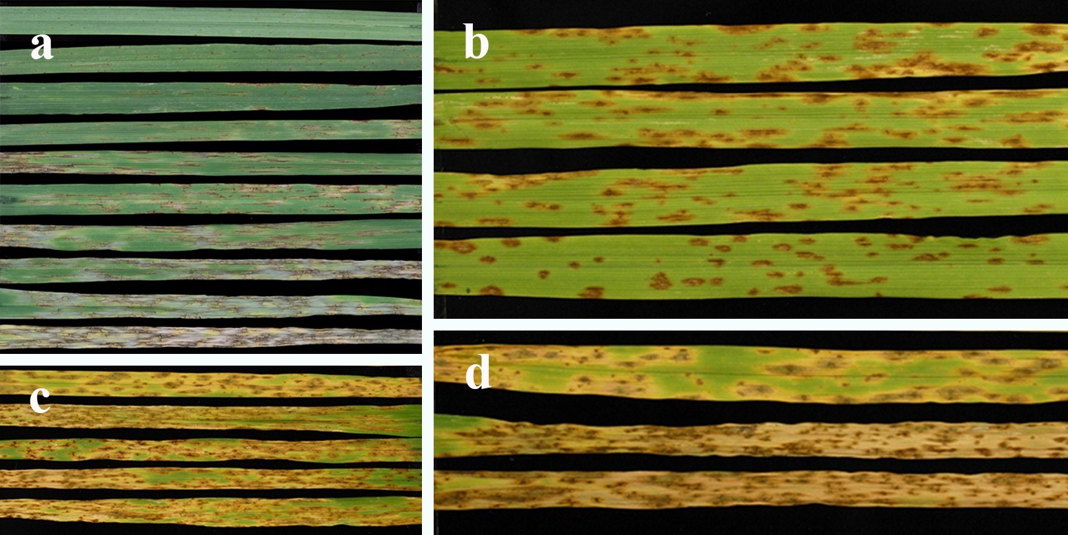 Figure 37